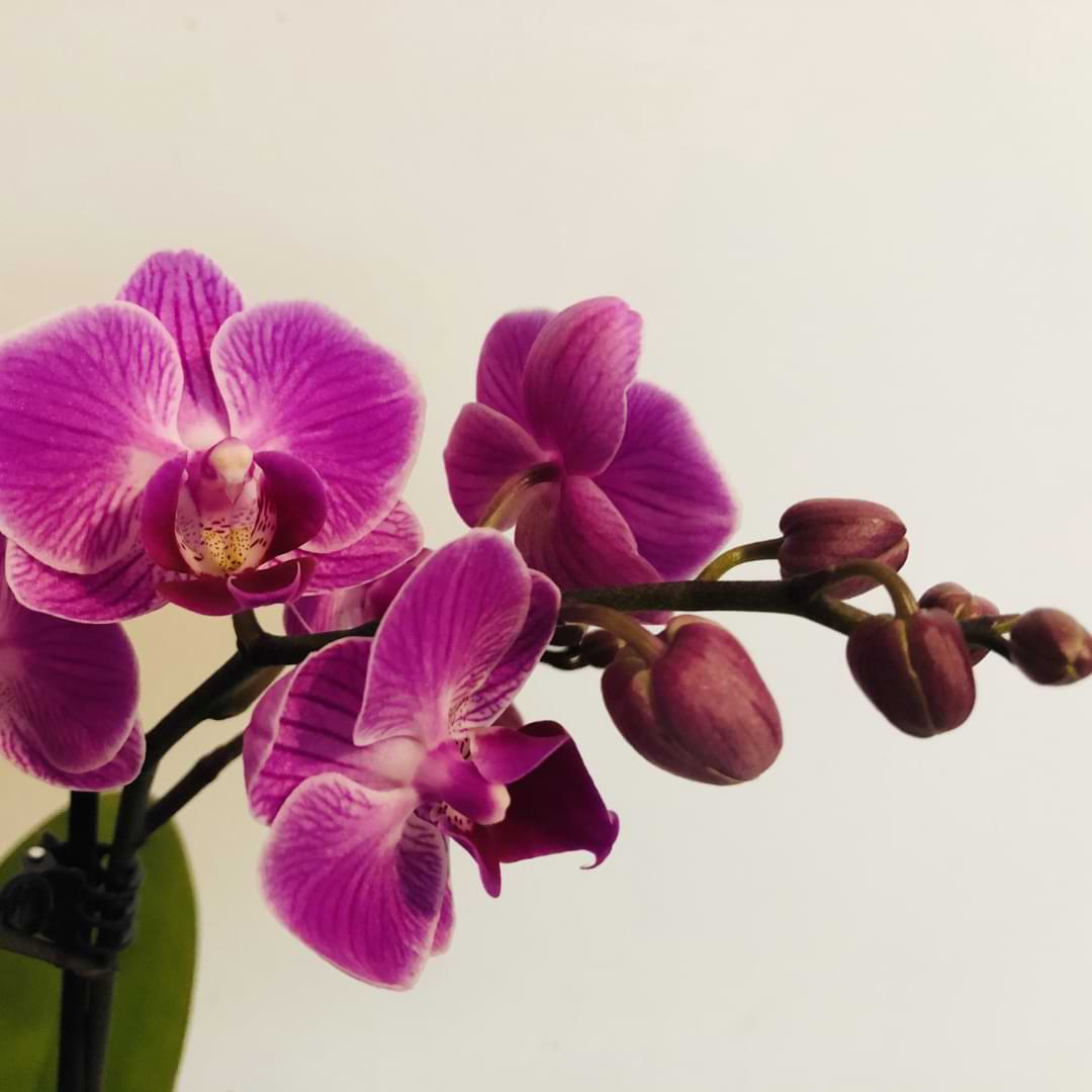 6 Stages In The Life Cycle of An Orchid - Orchid Resource Center