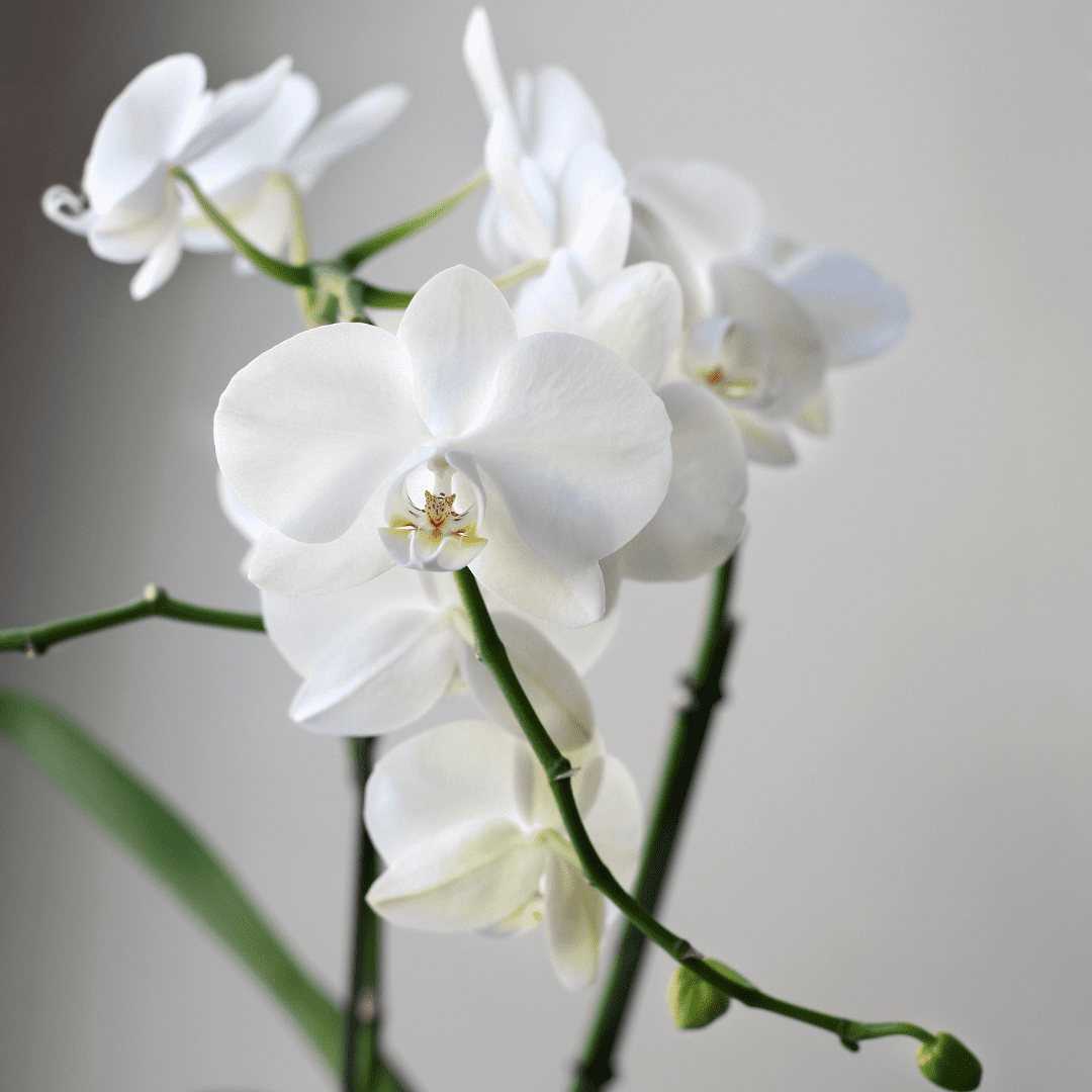 6 Stages In The Life Cycle of An Orchid - Orchid Resource Center