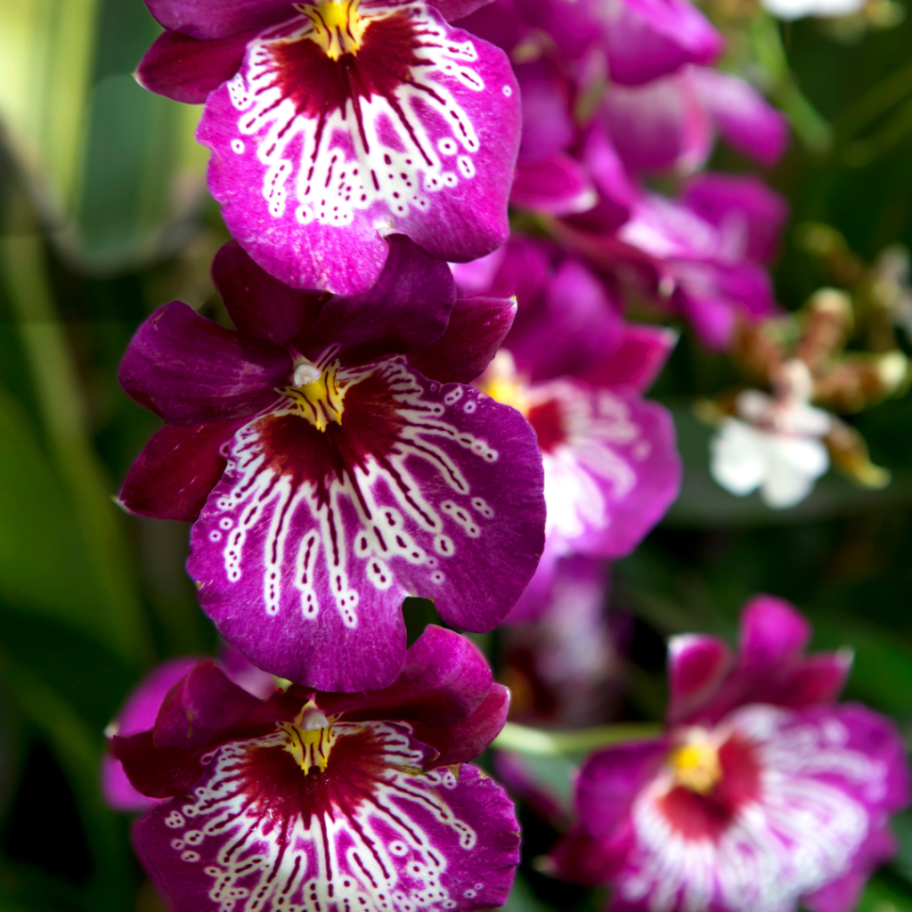 Miltonia Orchid Care | Pansy Orchid Grow Guide - Orchid Resource Center