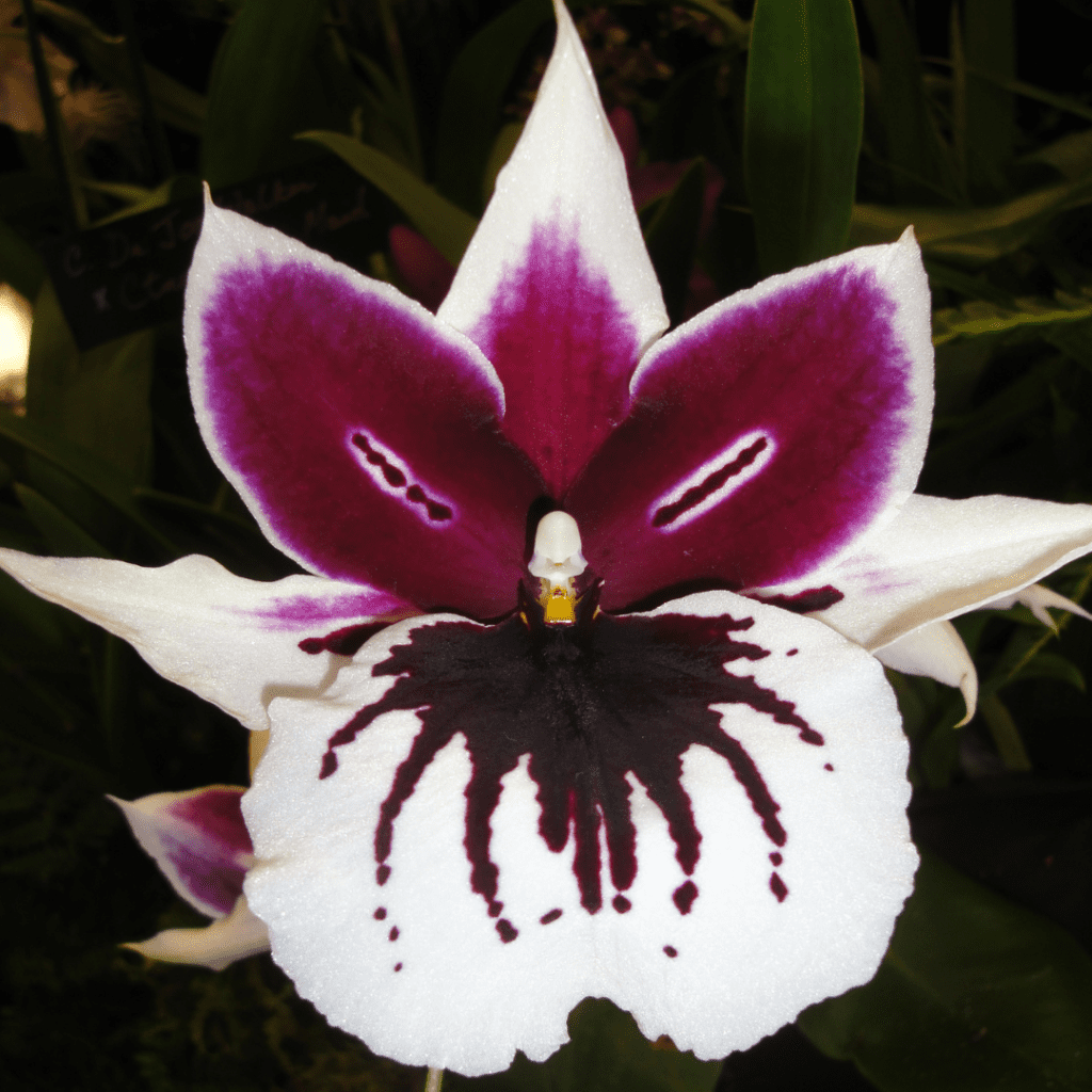 Miltonia Orchid Care Pansy Orchid Grow Guide Orchid Resource Center