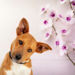 Are Orchids Poisonous To Dogs - Orchid Resource Center