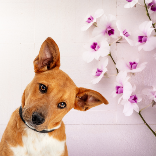 are cymbidium orchids bad for dogs