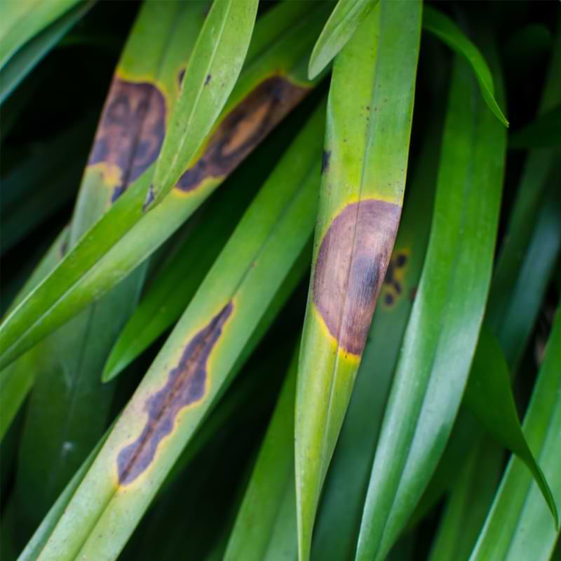 Orchid Leaves Turning Brown