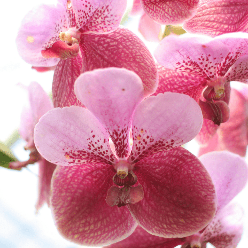 Vanda Orchids Care And Grow Guide Orchid Resource Center