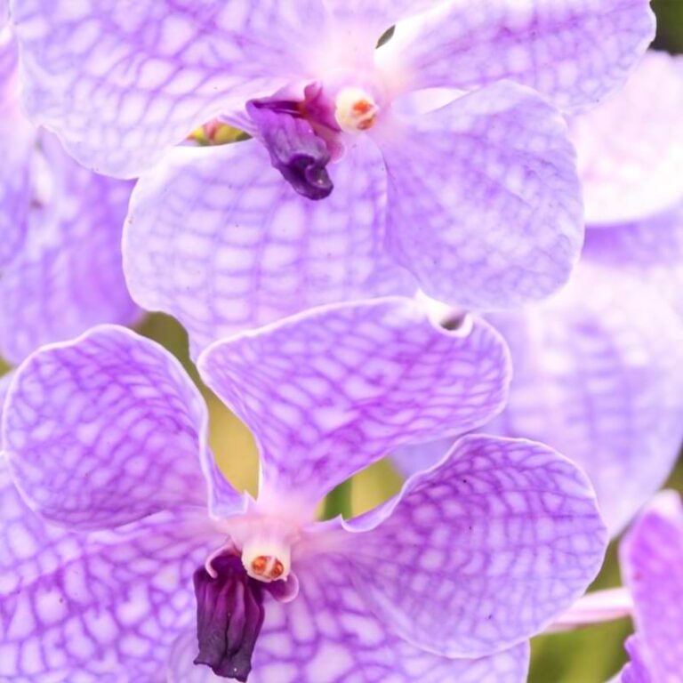 Vanda Orchids Care And Grow Guide - Orchid Resource Center