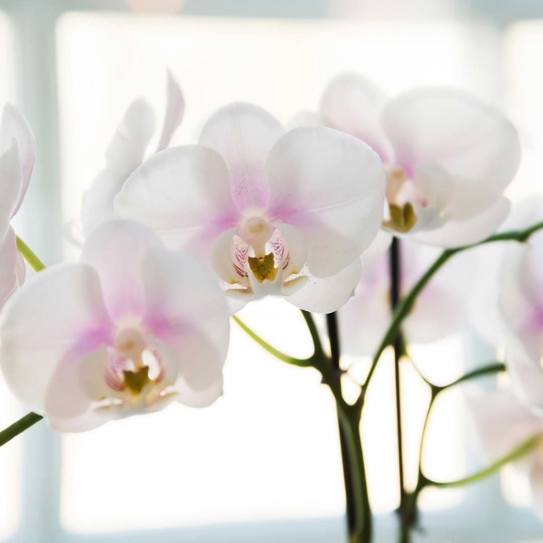 Where To Cut Orchid Stems After Flowers Fall - Orchid Resource Center