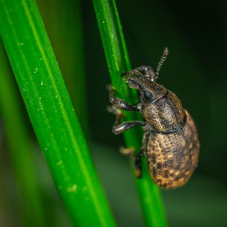 Orchid Pest Control Controlling Common Pests Orchid Resource Center