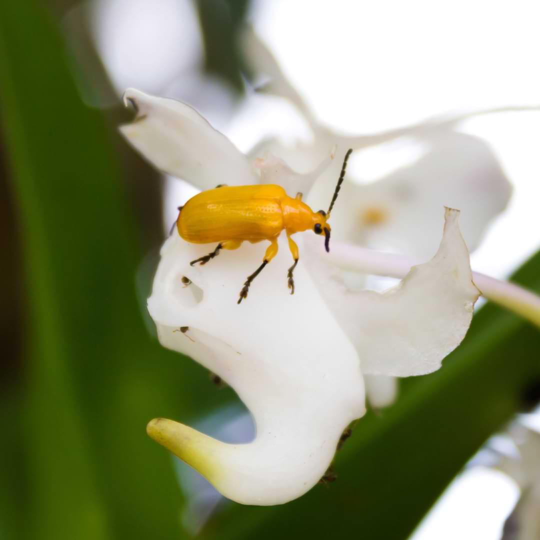  Common Orchid Pests and Diseases: Prevention and Treatment