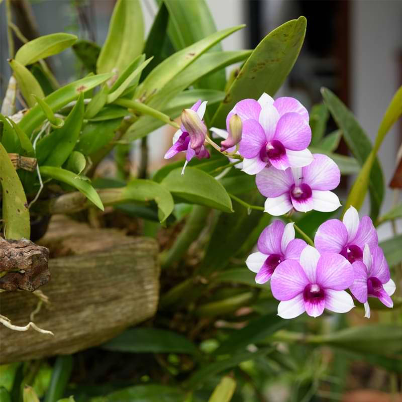 ourdoor orchids