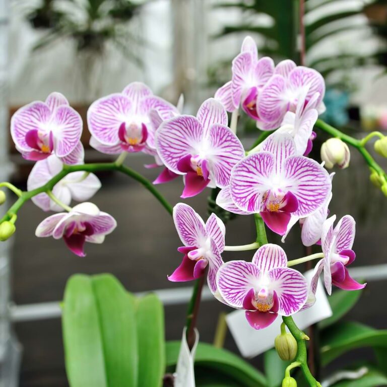 Orchid Pest Control |Controlling Common Pests - Orchid Resource Center