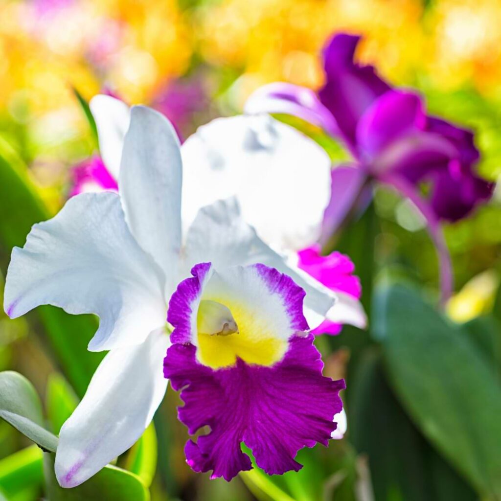 The Pros and Cons of Watering Orchids with Ice Cubes Orchid Resource