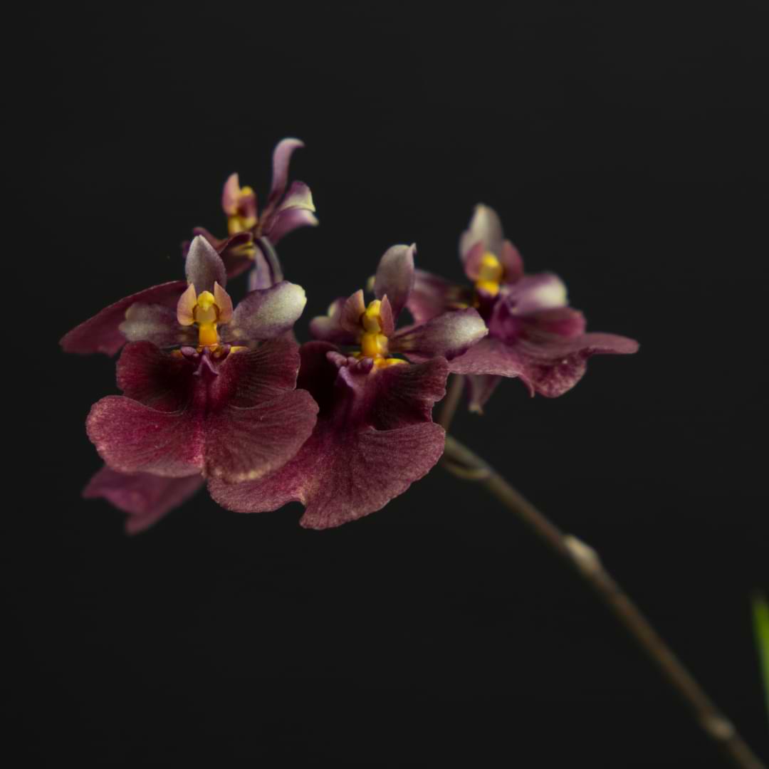 Oncidium Orchid Care And Grow Guide Orchid Resource Center