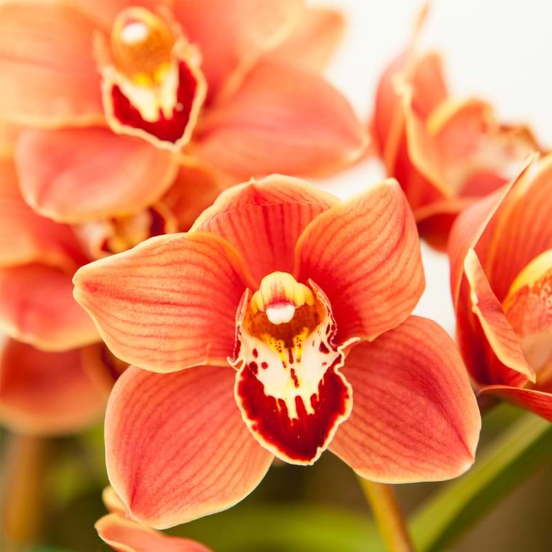 Orchids rebloom