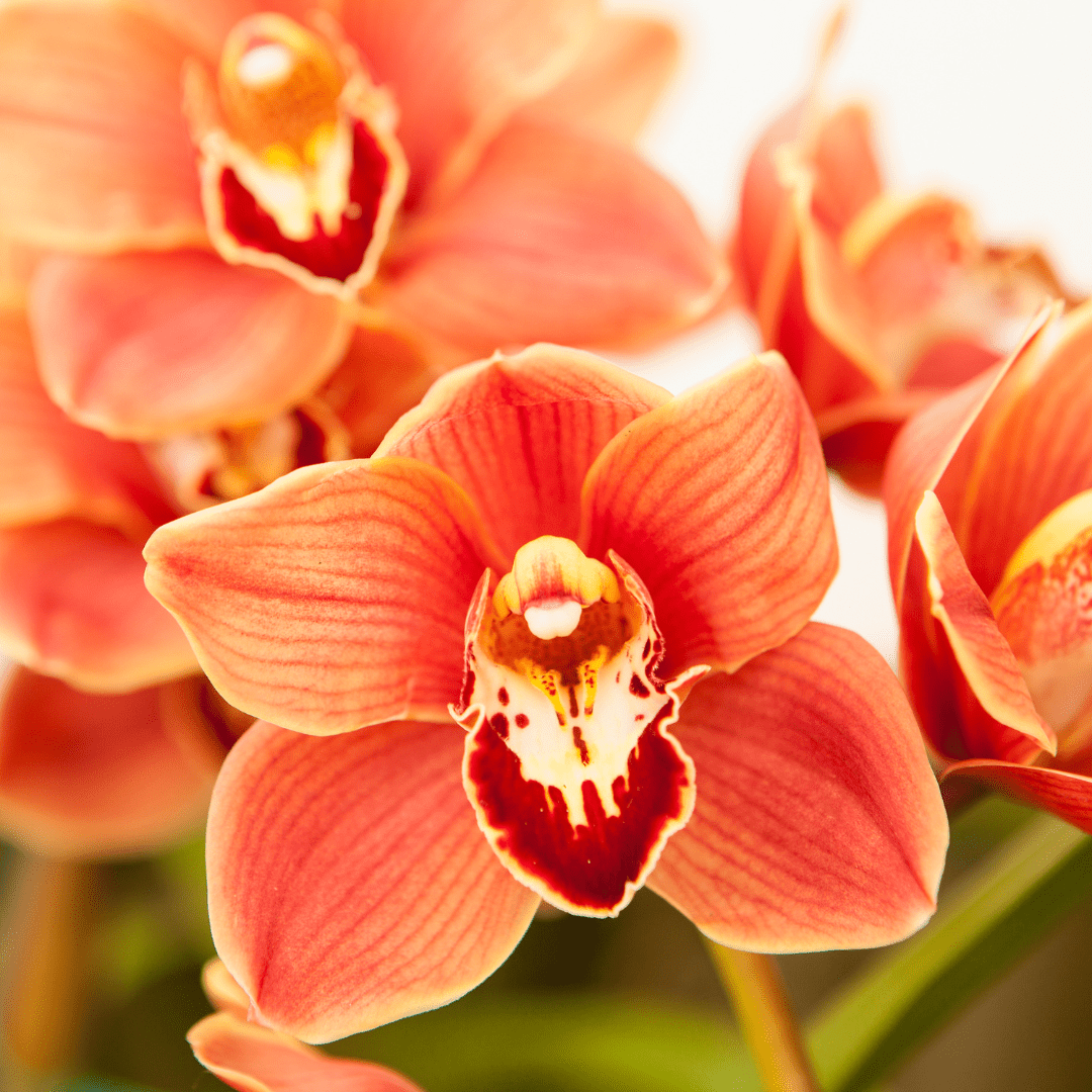 How to Get Orchids to Rebloom A Step by Step Guide Orchid Resource