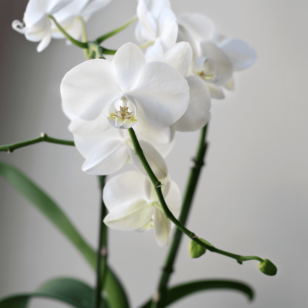 How to Get Orchids to Rebloom | A Step by Step Guide - Orchid Resource ...