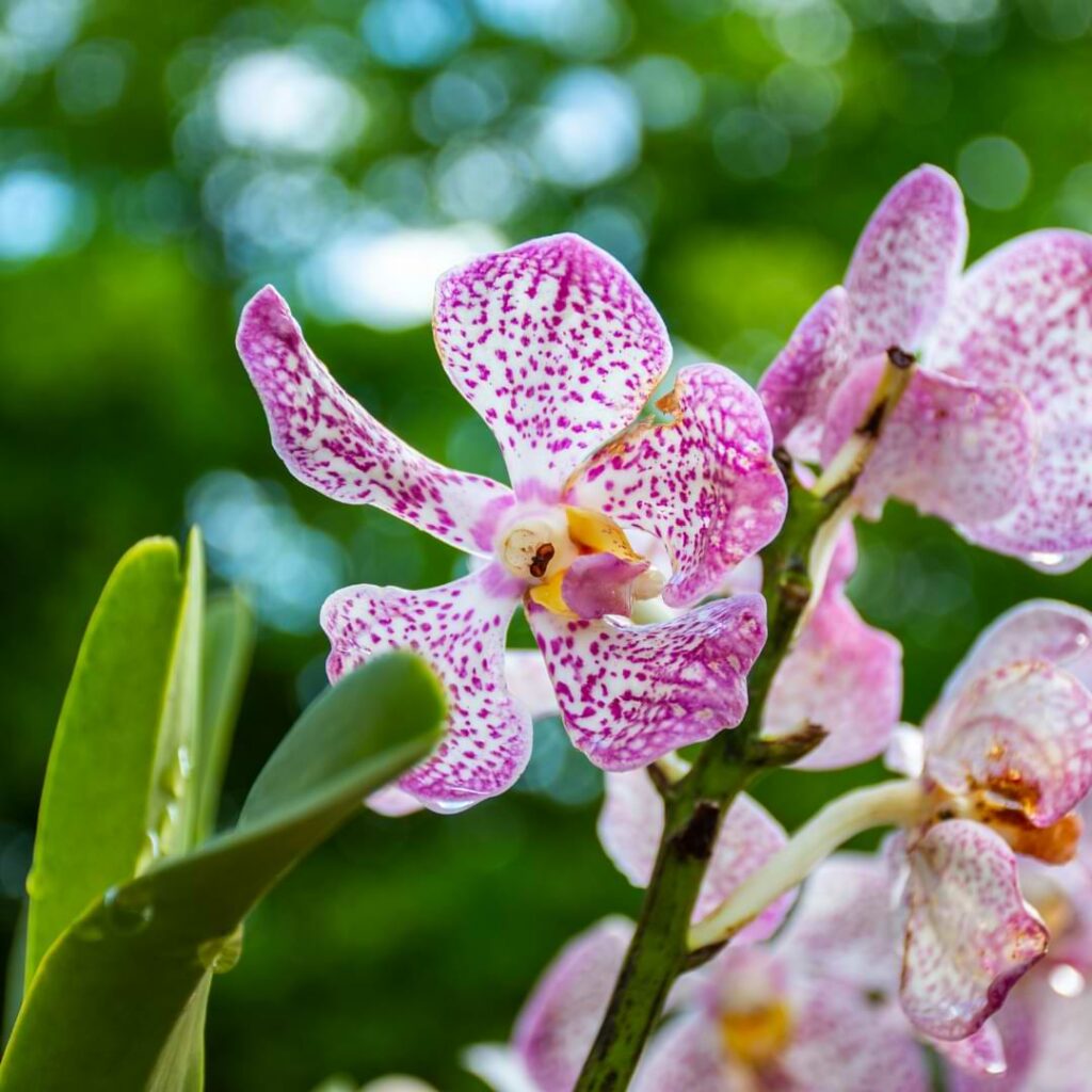 The Pros and Cons of Watering Orchids with Ice Cubes Orchid Resource