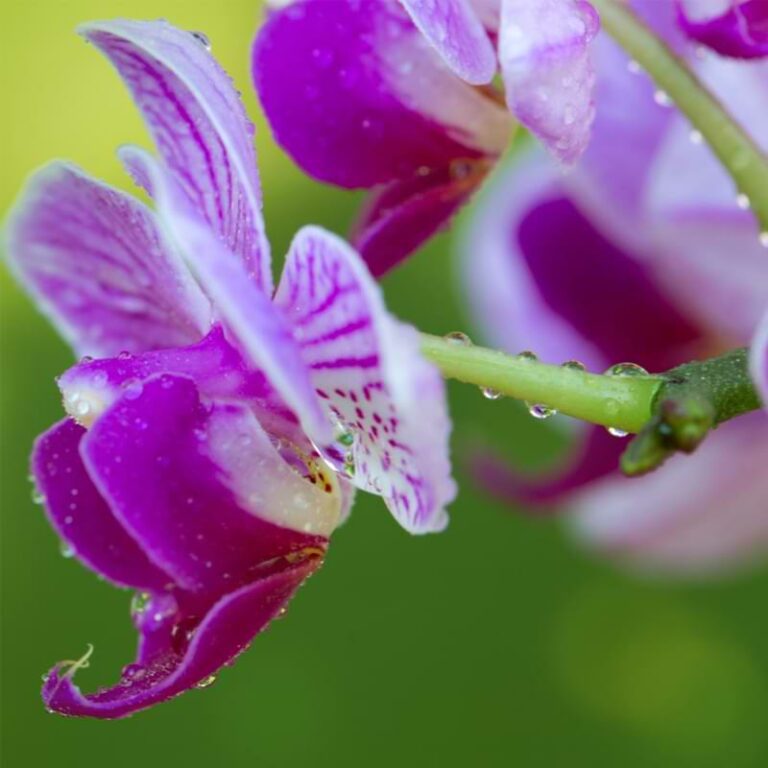 The Pros and Cons of Watering Orchids with Ice Cubes Orchid Resource Center