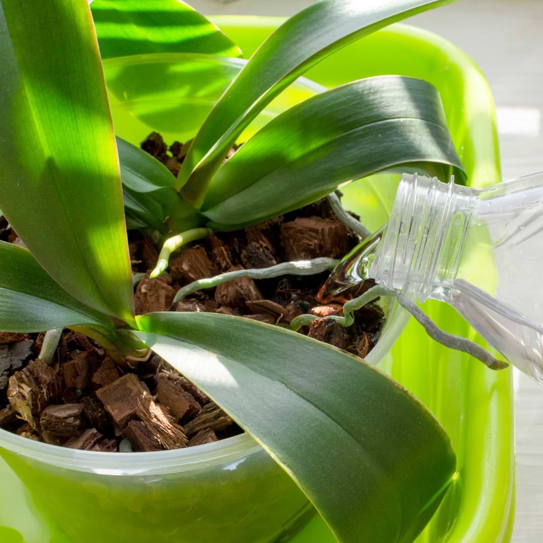 The Ultimate Guide Of How Often To Water Orchids